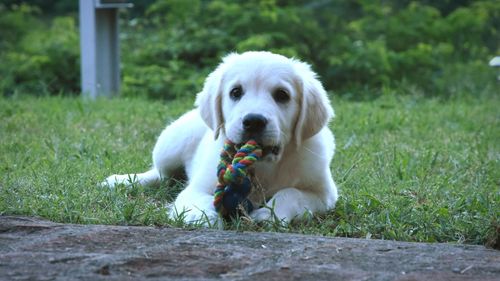 Portrait of dog sitting on field