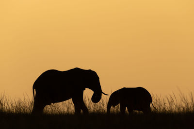 African bush elephant and calf at dusk