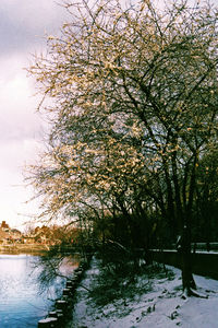 Tree by river against sky