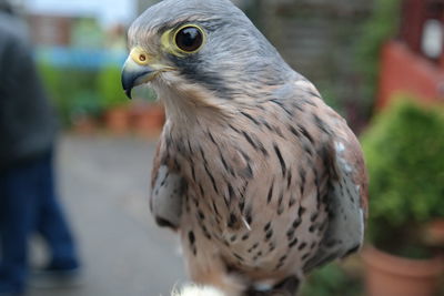 Close-up of bird against blurred background