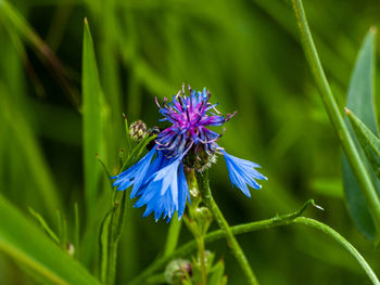 Close-up of purple flowering plant