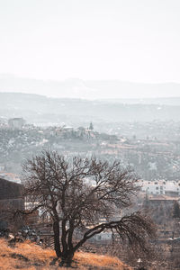 High angle view of trees and buildings in city
