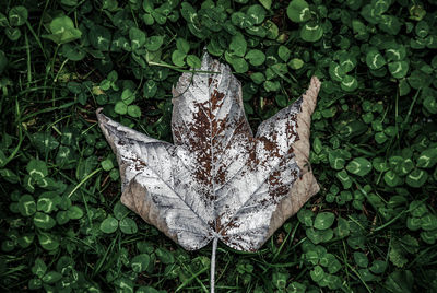 High angle view of dry leaf on field