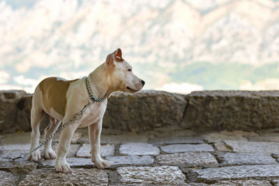 View of a dog looking away