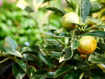 Close-up of fruit growing on plant