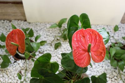 Close-up of red flower blooming in plant