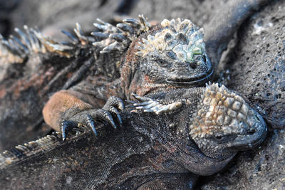 Close-up of a lizard