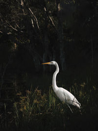 White heron in the lake