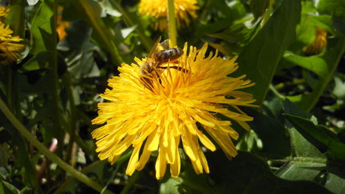 Close-up of bee pollinating on yellow flower