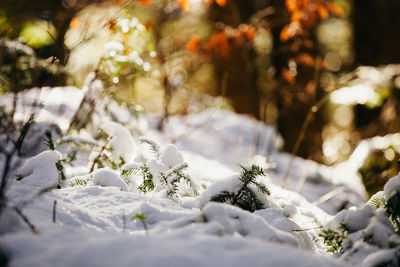 Close-up of snow covered land during winter