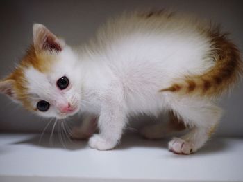 Close-up portrait of white cat