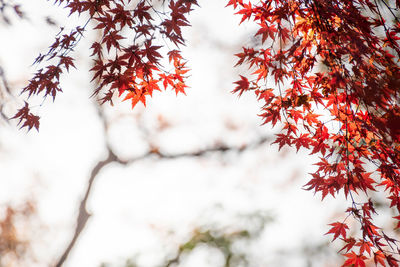 Low angle view of autumnal leaves against trees