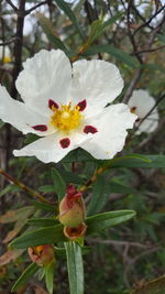 Close-up of white flowers blooming outdoors