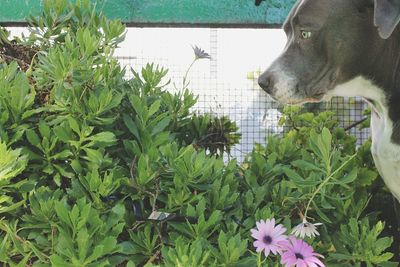 Close-up of dog by plants