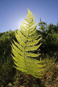 Close-up of fern against clear sky