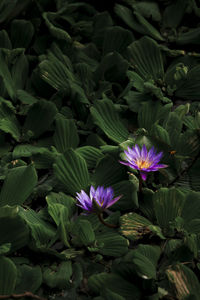 Close-up of purple crocus flowers