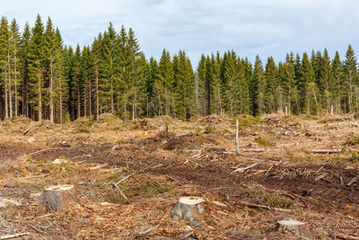 Trees in forest against sky