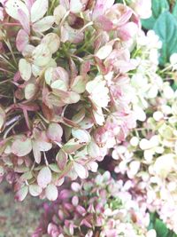 Close-up of pink flowers