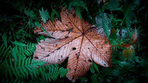 High angle view of dry maple leaf on land