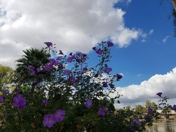 Low angle view of flower tree against sky