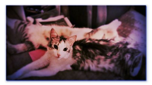 Close-up portrait of cat