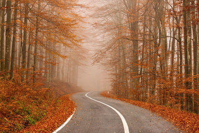 Road amidst trees in forest during autumn