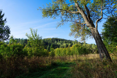 Trees on field against sky