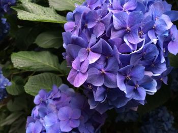 Close-up of purple hydrangea blooming outdoors