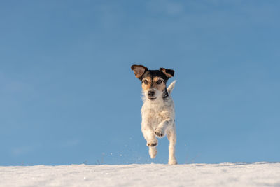 Portrait of dog standing on land