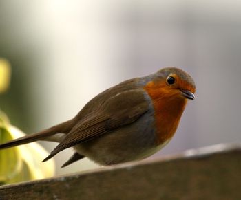 Close-up of bird perching on wood