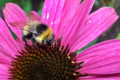 Close-up of bee pollinating on pink flower