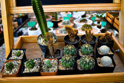 High angle view of potted plant for sale