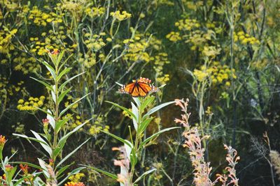 Close-up of butterfly pollinating on flowering plant