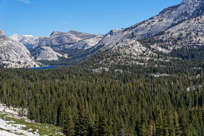 Pine trees on snowcapped mountains against sky