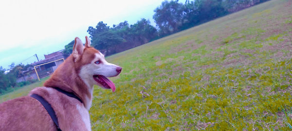 View of a dog looking away