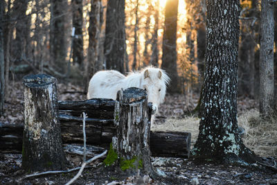 View of an animal on tree trunk in forest