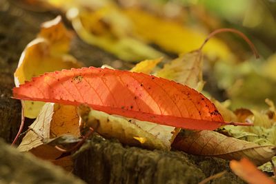 Close-up of autumn leaves on plant