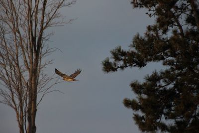 Low angle view of eagle flying against clear sky