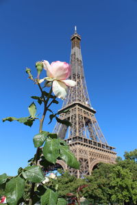 Low angle view of flowering plant against blue sky