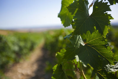 Close-up of fresh green plant against sky