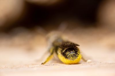 Close-up of spider