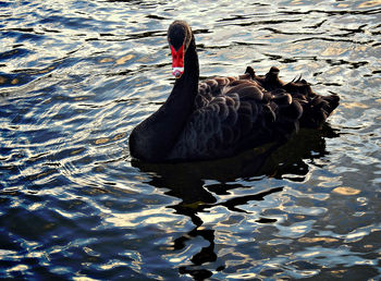 Swan swimming in lake