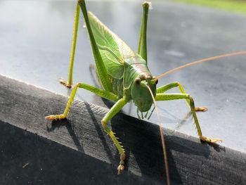 Close-up of grasshopper on wood