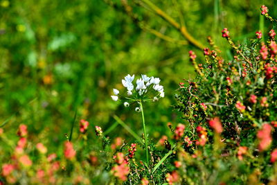 Close-up of wildflowers