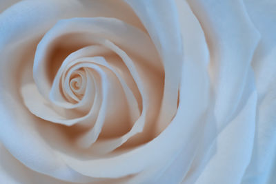 Close-up of white rose