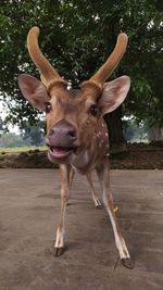 Close-up of deer standing