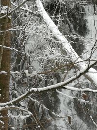 Close-up of frozen bare tree in forest