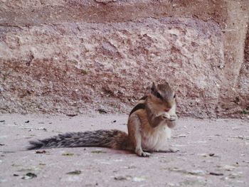 Monkey on rock