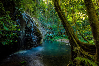 Waterfall at forest