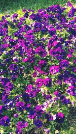 High angle view of pink flowering plants